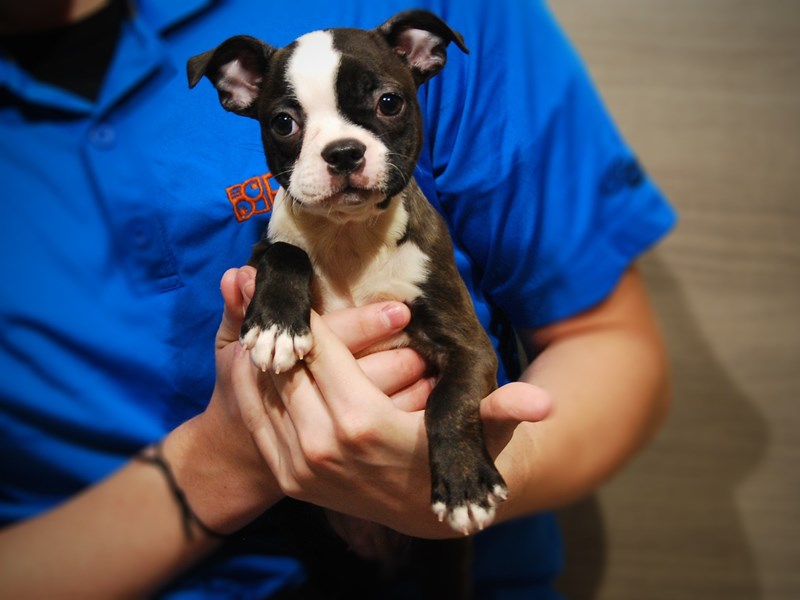 Boston Terrier Dog Female Brindle / White 17411