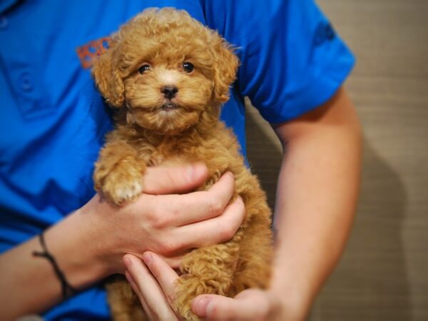 Cock A Poo 2nd Gen DOG Female Apricot 17412 Petland Iowa City, Iowa