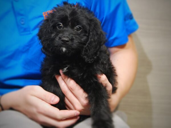 Goldendoodle Mini-DOG-Female-Black-17413-Petland Iowa City, Iowa