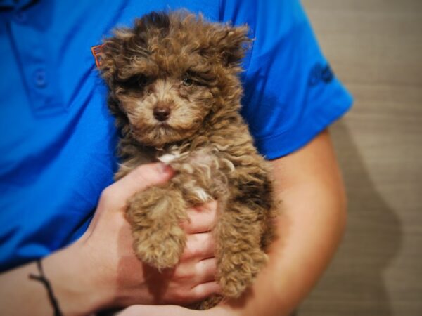 Miniature Schnauzer/Poodle-DOG-Male-Chocolate Merle-17414-Petland Iowa City, Iowa