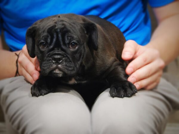 Mini Bulldog DOG Male Black 17415 Petland Iowa City, Iowa