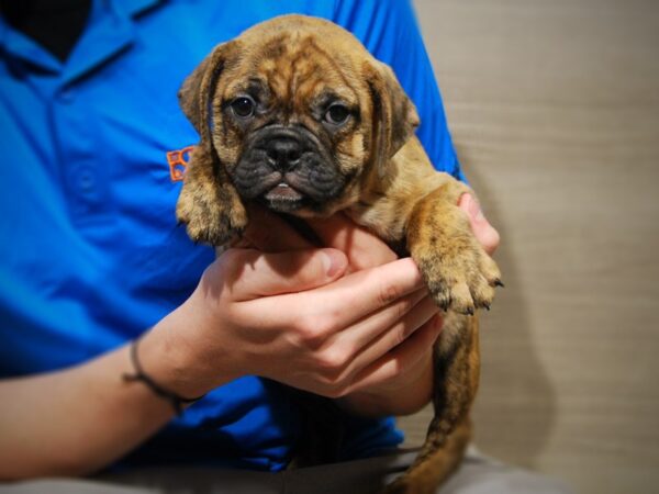 Mini Bulldog DOG Male Brindle 17416 Petland Iowa City, Iowa