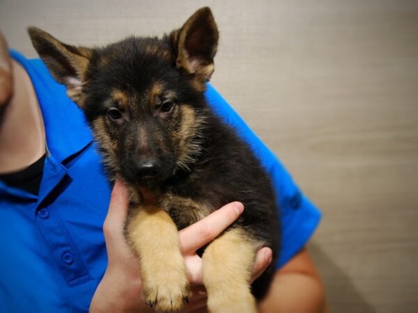 German Shepherd DOG Male Black/Tan 17418 Petland Iowa City, Iowa