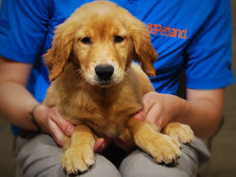 Golden Retriever Dog Female Golden 17419