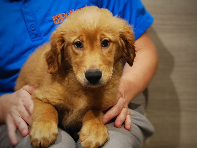 Golden Retriever Dog Male Golden 17420