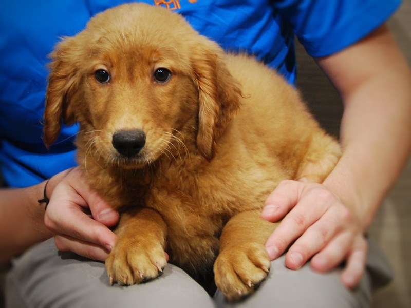 Golden Retriever Dog Male Golden 17421
