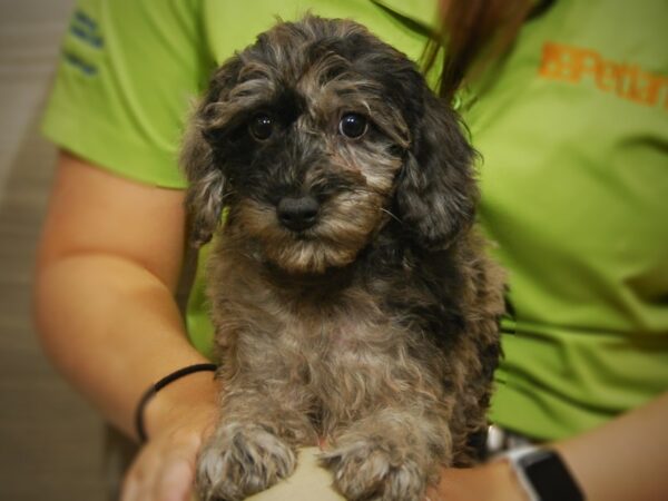 Mini Labradoodle DOG Female blue merle 17422 Petland Iowa City, Iowa