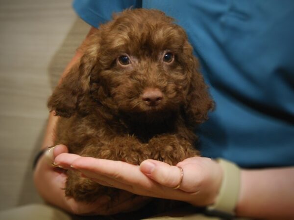 Mini Labradoodle DOG Male Choclate 17423 Petland Iowa City, Iowa