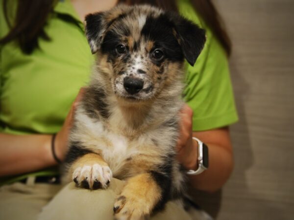 MINI GERMAN SHEPHERD DOG Male blue merle 17424 Petland Iowa City, Iowa