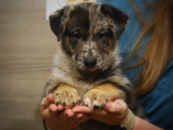 MINI GERMAN SHEPHERD DOG Male blue merle 17425 Petland Iowa City, Iowa