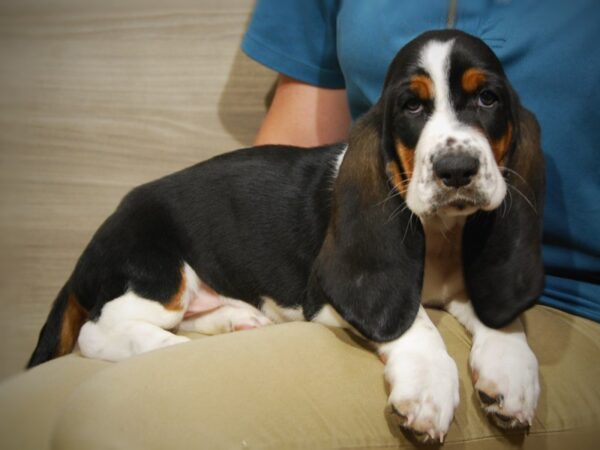 Basset Hound DOG Male Tri-Colored 17426 Petland Iowa City, Iowa