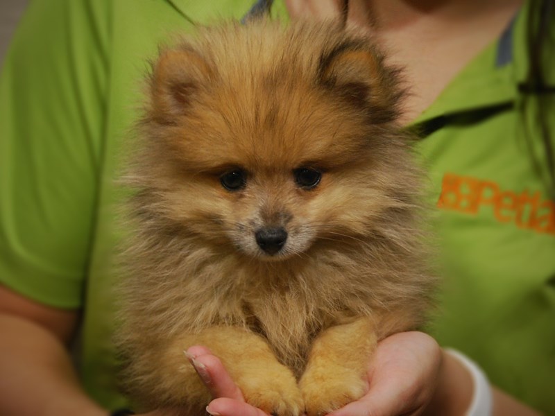 Pomeranian Dog Female Blue Merle 17427