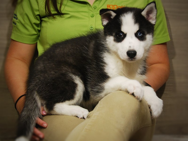 Siberian Husky Dog Female Black / White 17428