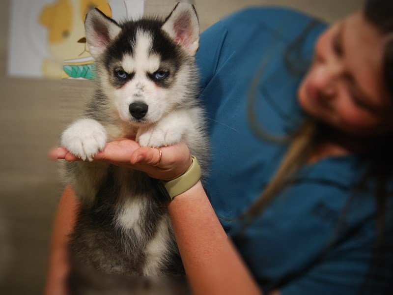 Siberian Husky Dog Male Black / White 17429