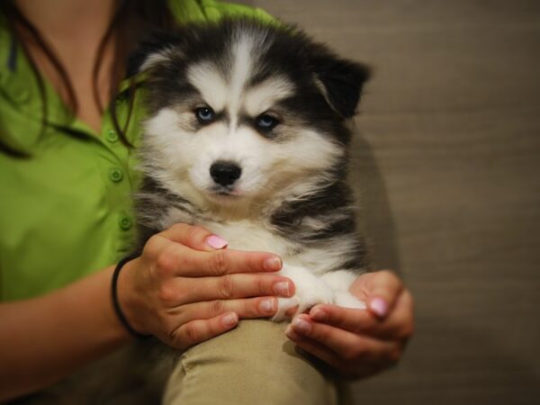 American Eskimo Dog-DOG-Male-Black / White-17431-Petland Iowa City, Iowa