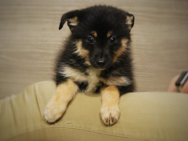 Alaskan Klee Kai/Toy Australian Shepherd-DOG-Male-Black / White-17432-Petland Iowa City, Iowa