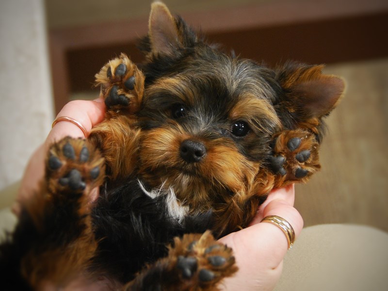 Yorkshire Terrier Dog Male bl & gld 17434