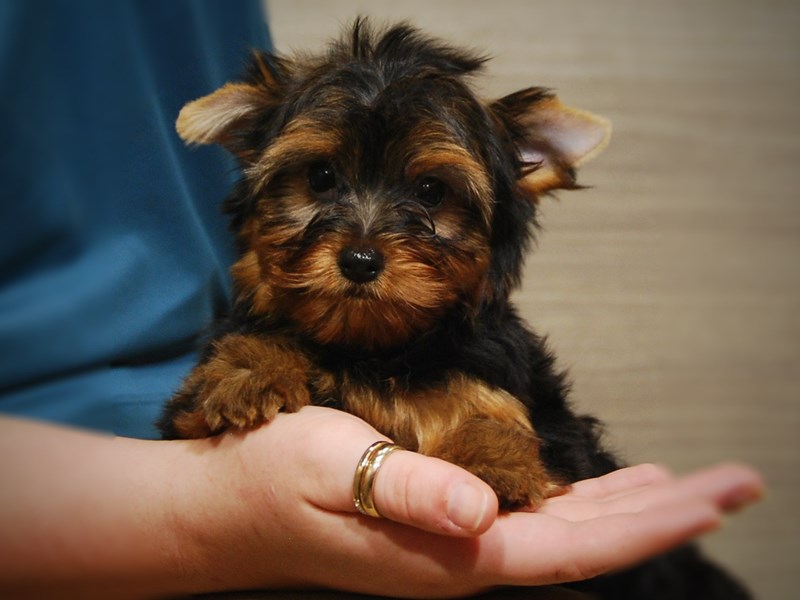 Yorkshire Terrier Dog Female bl & gold 17435