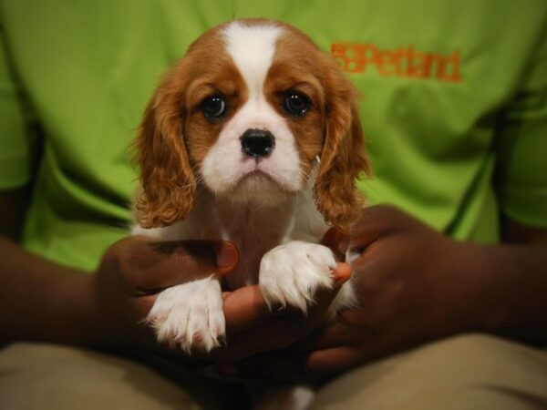 Cavalier King Charles Spaniel DOG Female Blenheim 17436 Petland Iowa City, Iowa