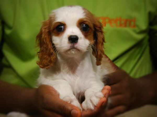 Cavalier King Charles Spaniel DOG Female Blenheim 17437 Petland Iowa City, Iowa