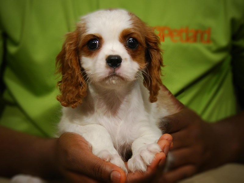 Cavalier King Charles Spaniel Dog Female Blenheim 17437