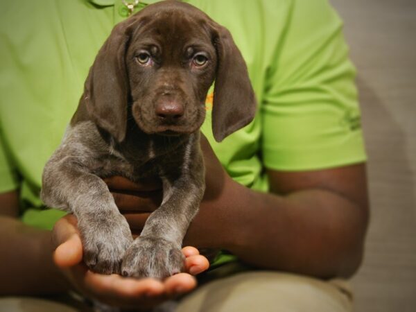 German Shorthair Pointer DOG Male 17438 Petland Iowa City, Iowa