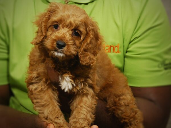 Cockapoo DOG Male rd 17439 Petland Iowa City, Iowa