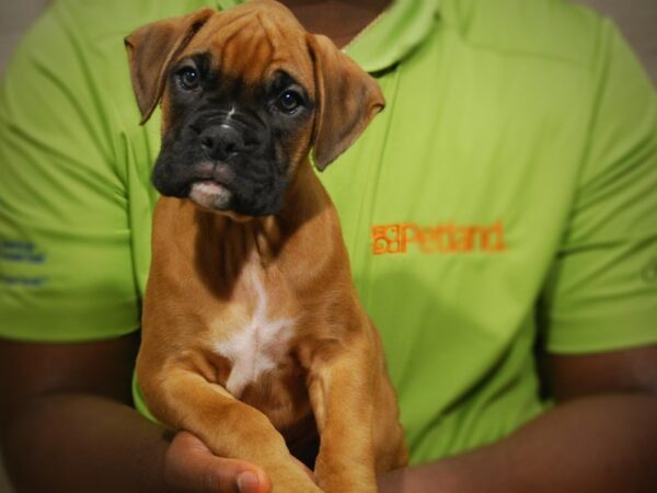 Boxer DOG Male fn 17440 Petland Iowa City, Iowa