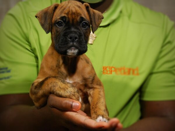 Boxer DOG Female brdl 17441 Petland Iowa City, Iowa