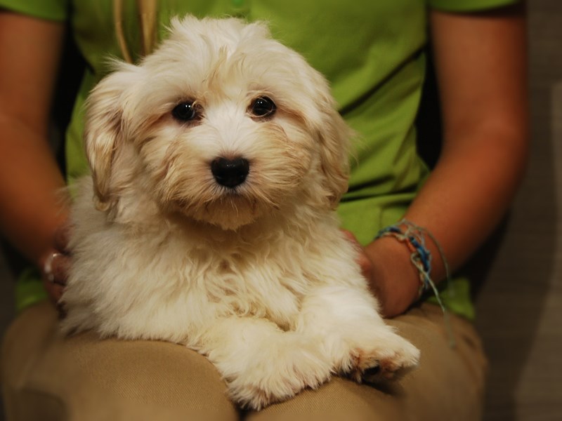 Havanese Dog Male 17442