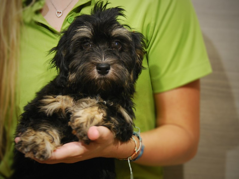 Havanese Dog Female 17443
