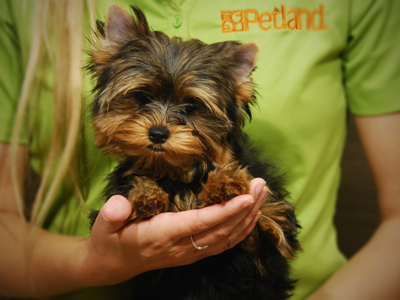 Yorkshire Terrier Dog Female bl & gld 17444