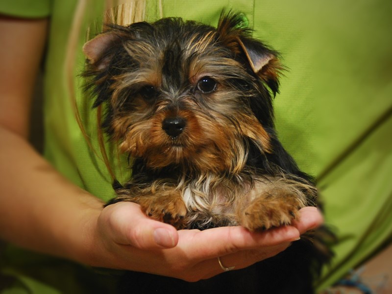 Yorkshire Terrier Dog Male bl & gld 17445