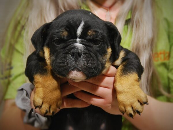 English Bulldog DOG Male Tri-Color 17446 Petland Iowa City, Iowa