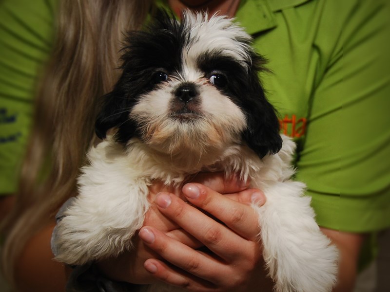 Malshi Dog Female Blk/Wht 17447