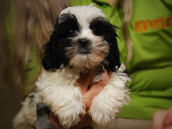 Malshi DOG Male Blk/Wht 17448 Petland Iowa City, Iowa