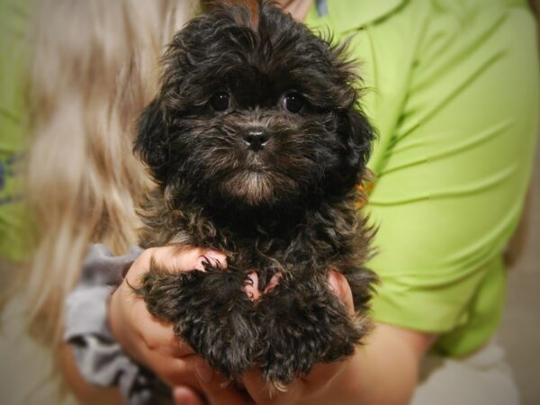 Malshi-DOG-Female-Brindle-17450-Petland Iowa City, Iowa