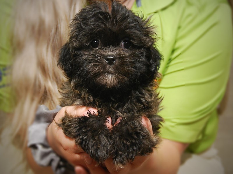 Malshi Dog Female Brindle 17450