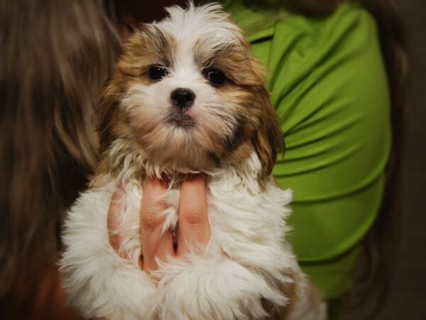 Malshi-DOG-Male-Red/White-17451-Petland Iowa City, Iowa