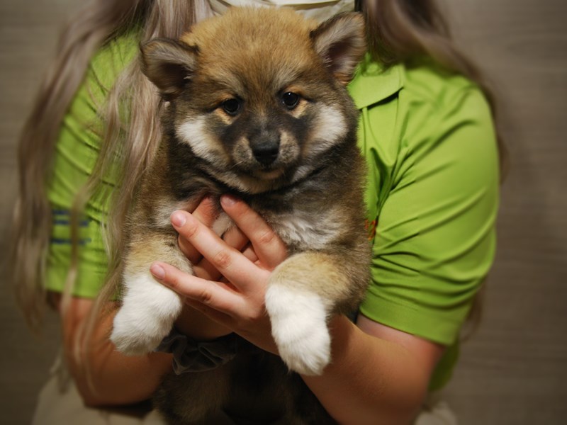 Pomsky Dog Male 17452