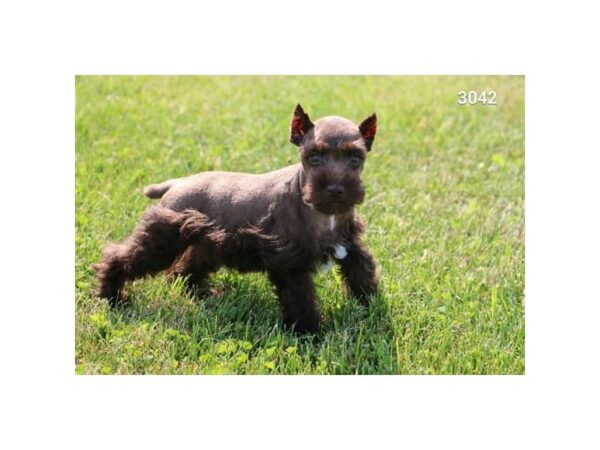 Miniature Schnauzer DOG Male Chocolate 17454 Petland Iowa City, Iowa