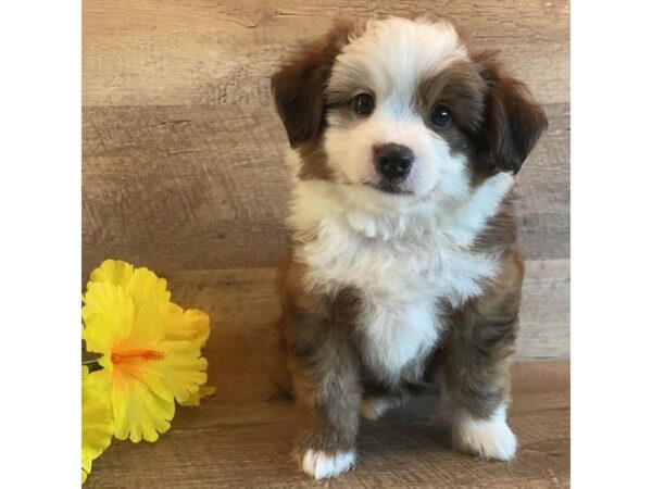 Bernadoodle Mini DOG Male Brindle / White 17461 Petland Iowa City, Iowa