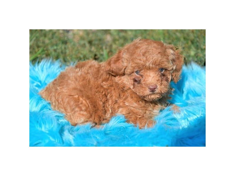 Poodle Dog Male Red 17456