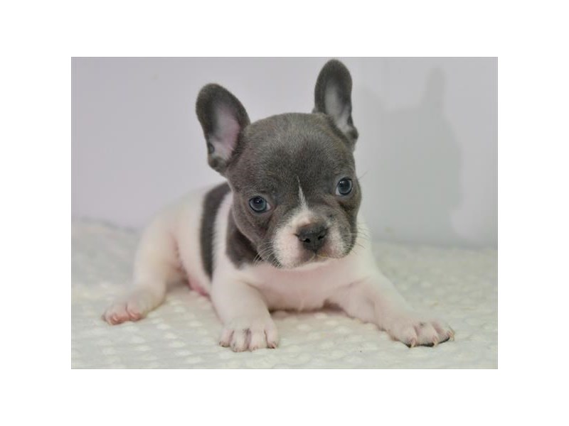 French Bulldog Dog Male Blue 17462