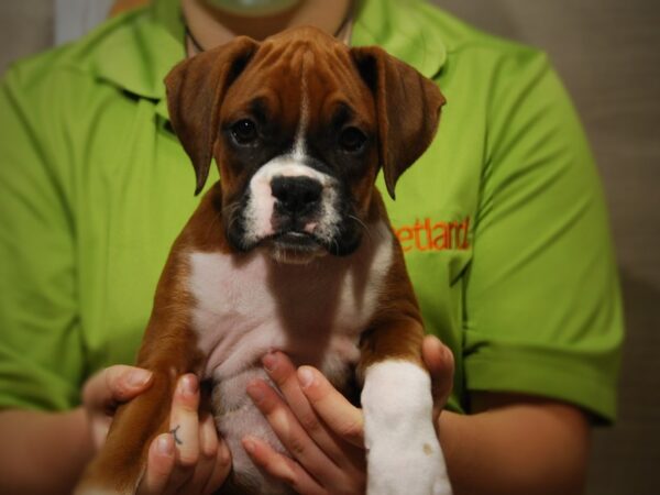 Boxer DOG Female Mahogany 17453 Petland Iowa City, Iowa