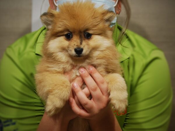 Pomeranian DOG Female Brown 17455 Petland Iowa City, Iowa