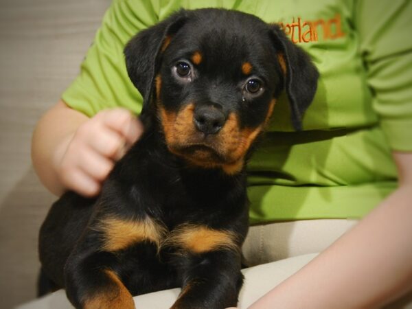 Rottweiler-DOG-Female-Black / Tan-17457-Petland Iowa City, Iowa