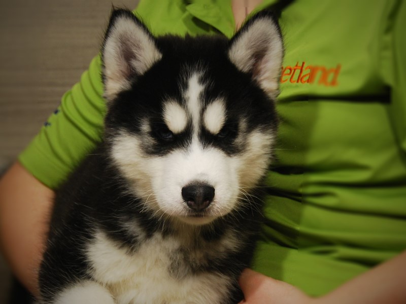 Siberian Husky Dog Male Black / White 17459