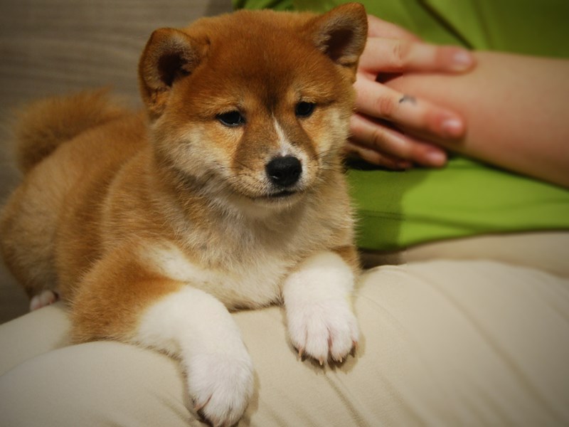 Shiba Inu Dog Female Rd & Wh 17464
