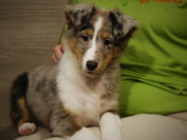 Shetland Sheepdog DOG Female blue merle 17469 Petland Iowa City, Iowa